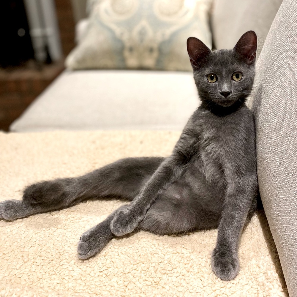 Meet your Posher, Dotti